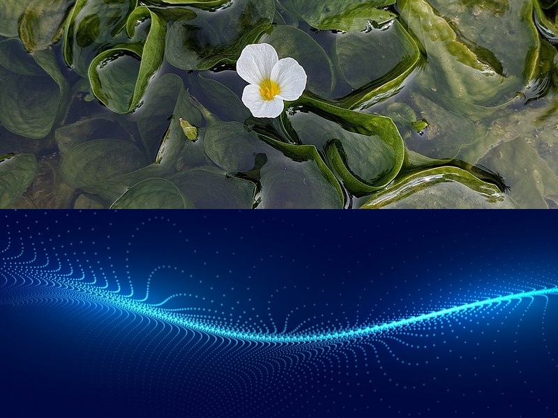 軟件開(kāi)發(fā)概念